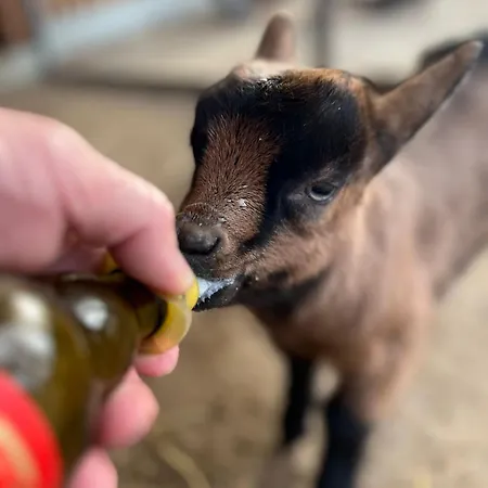 Farmház Eko Farma Kladovo