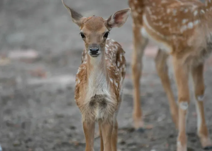 Eko Farma Κατάλυμα σε φάρμα Κλάντοβο