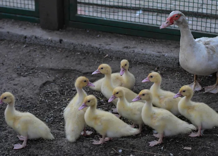 Eko Farma * Κλάντοβο