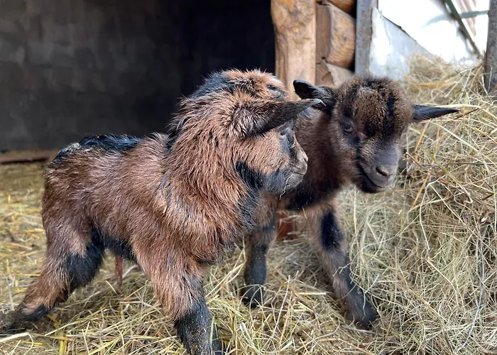 Eko Farma * Κλάντοβο